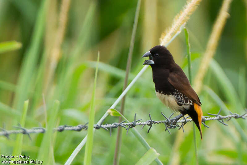 Buff-bellied Mannikinadult