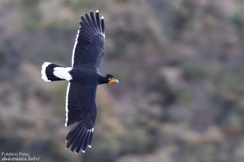 Carunculated Caracaraadult, pigmentation, Flight