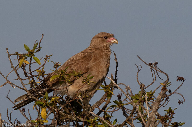 Chimango Caracara