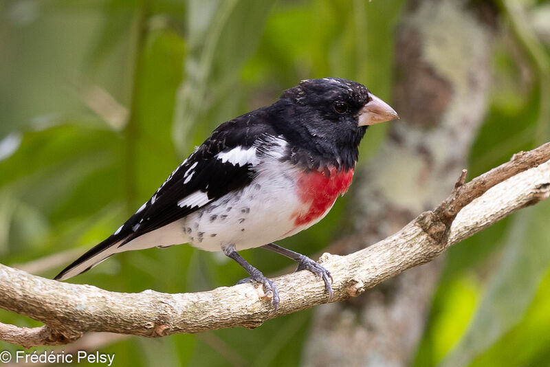 Rose-breasted Grosbeak male