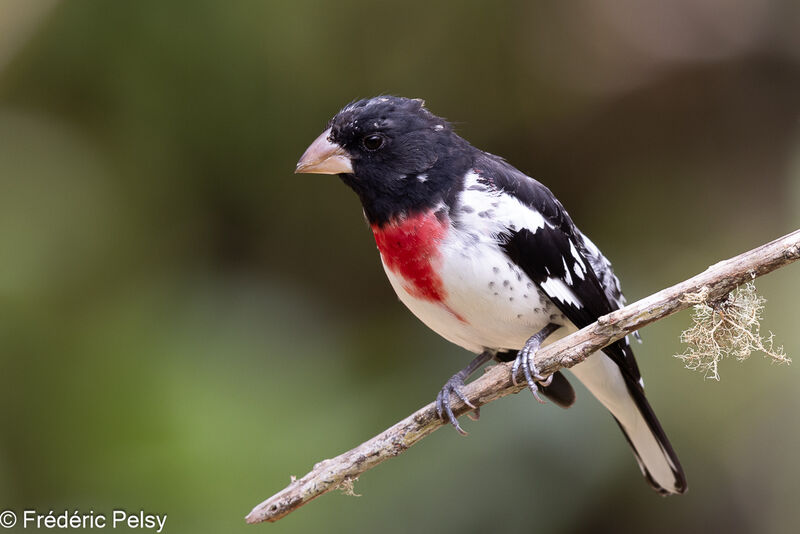 Rose-breasted Grosbeak male