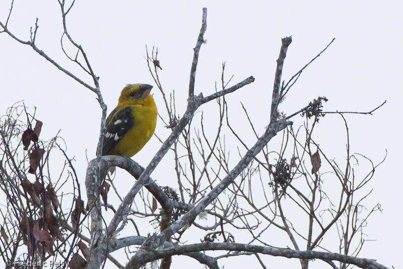 Cardinal à tête jaune