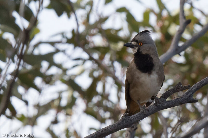 Crested Bellbird male