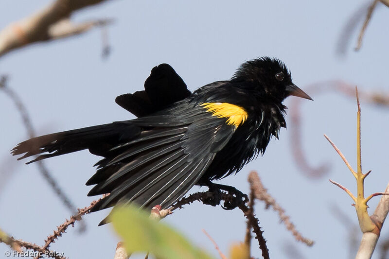 Yellow-shouldered Blackbirdadult