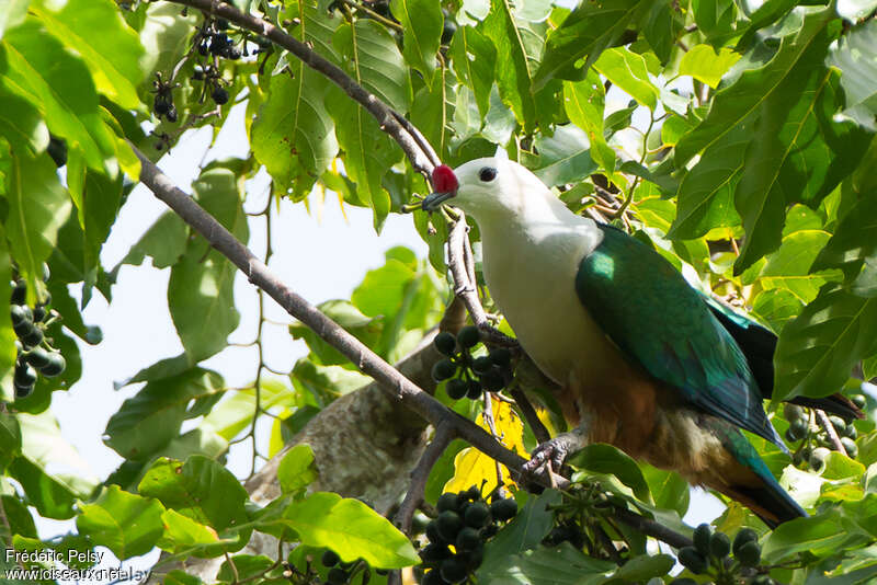 Red-knobbed Imperial Pigeonadult