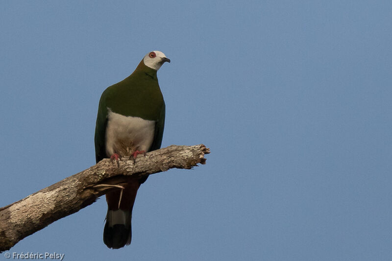 White-bellied Imperial Pigeon