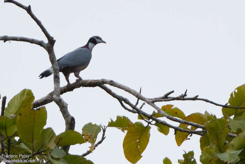 Collared Imperial Pigeonadult, identification