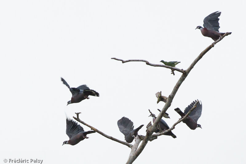 Collared Imperial Pigeon