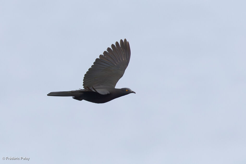 Carpophage de Wharton