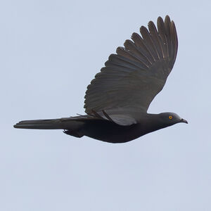 Carpophage de Wharton