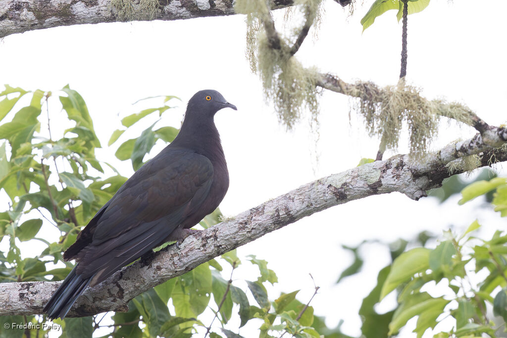 Carpophage de Wharton