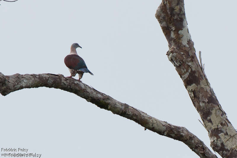 Zoe's Imperial Pigeonadult