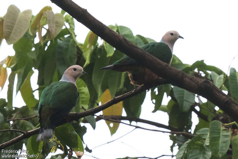 Cinnamon-bellied Imperial Pigeonadult, identification