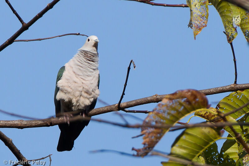 Green Imperial Pigeonadult