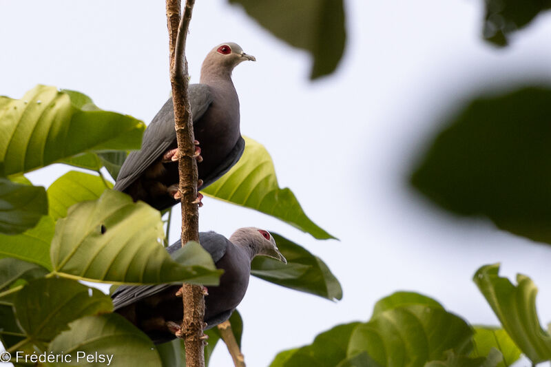 Pinon's Imperial Pigeon