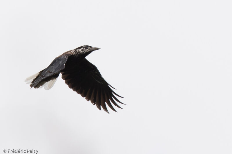 Spotted Nutcracker, Flight