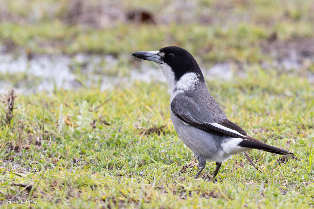 Grey Butcherbird