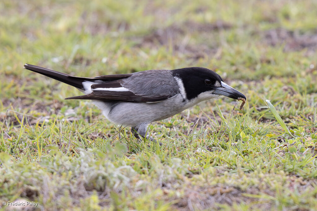 Grey Butcherbirdadult, eats