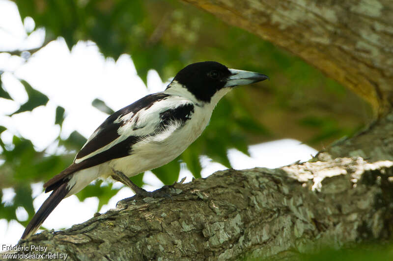 Cassican à dos noiradulte, identification