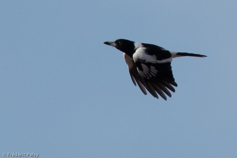 Pied Butcherbird, Flight