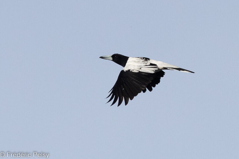 Hooded Butcherbird, Flight