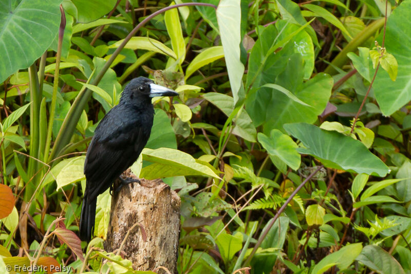 Cassican des mangrovesadulte