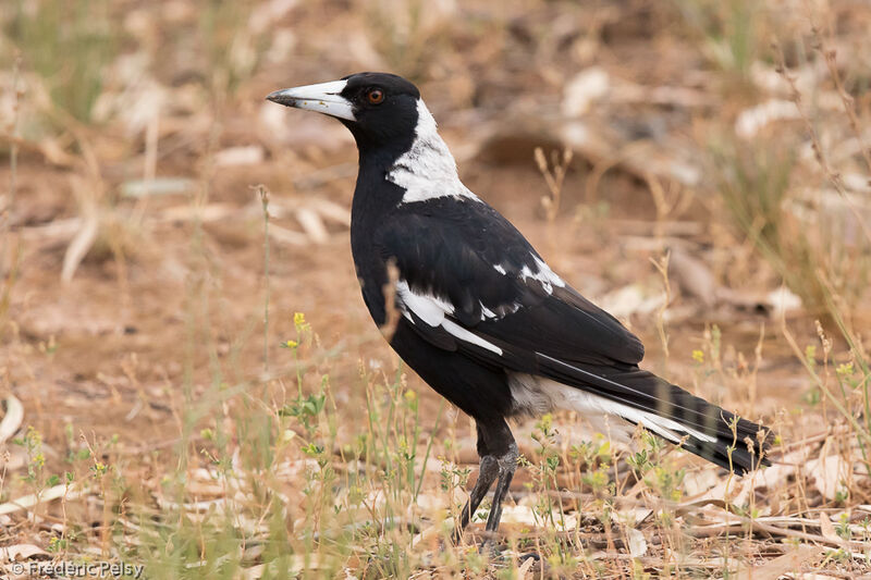 Australian Magpie