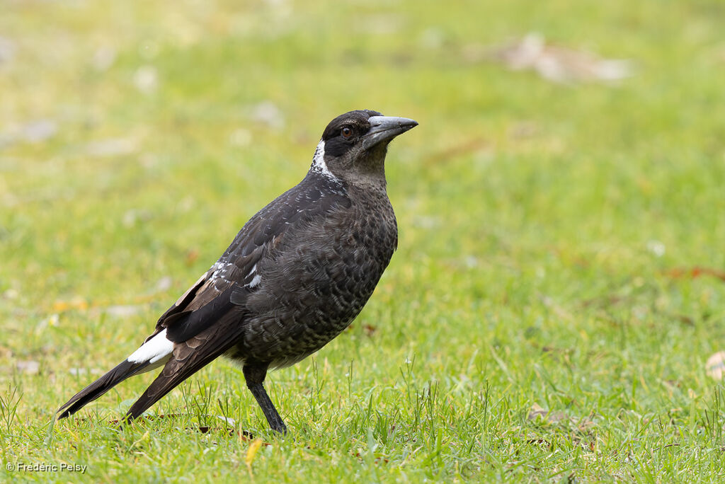 Cassican flûteurjuvénile
