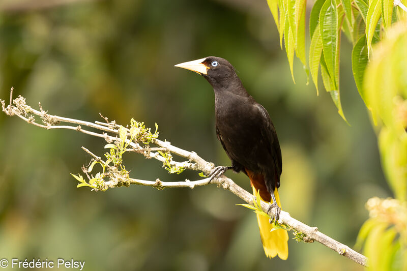 Crested Oropendola