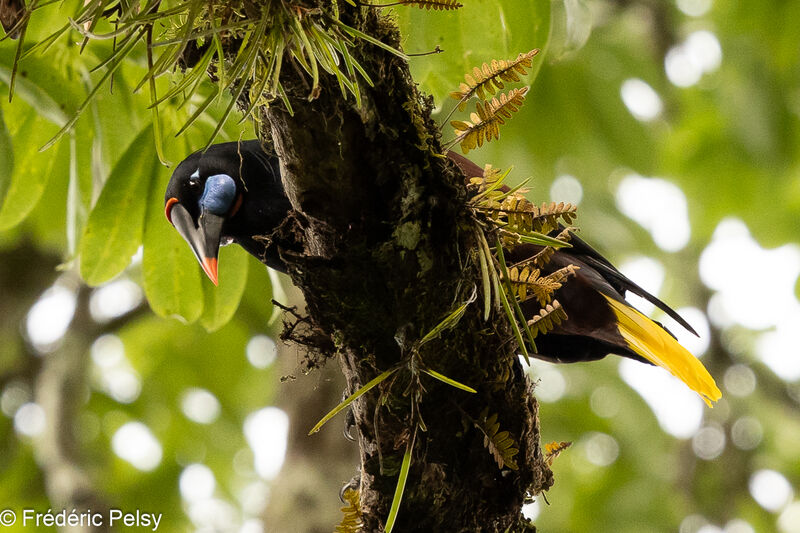 Black Oropendola