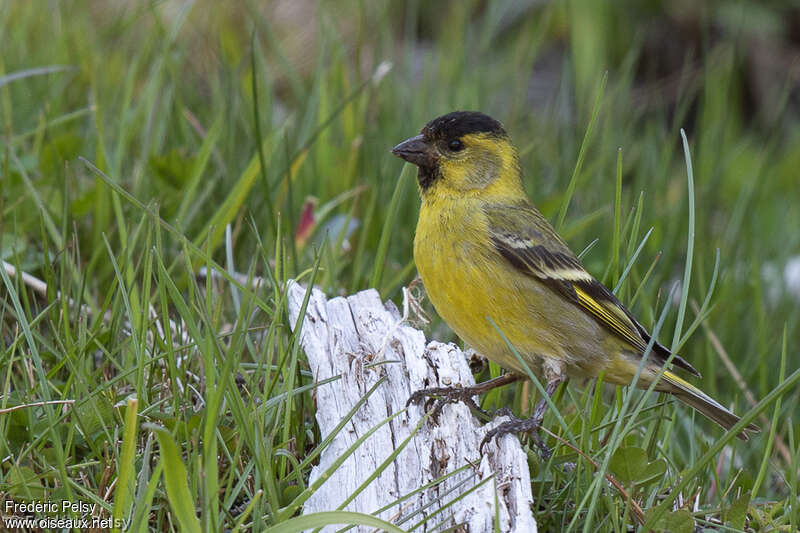 Black-chinned Siskin male adult, identification