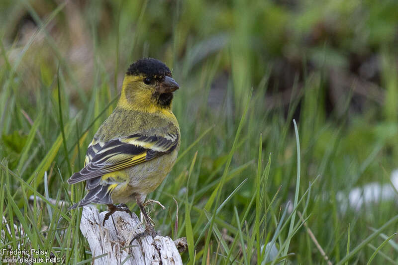 Black-chinned Siskin male adult, pigmentation