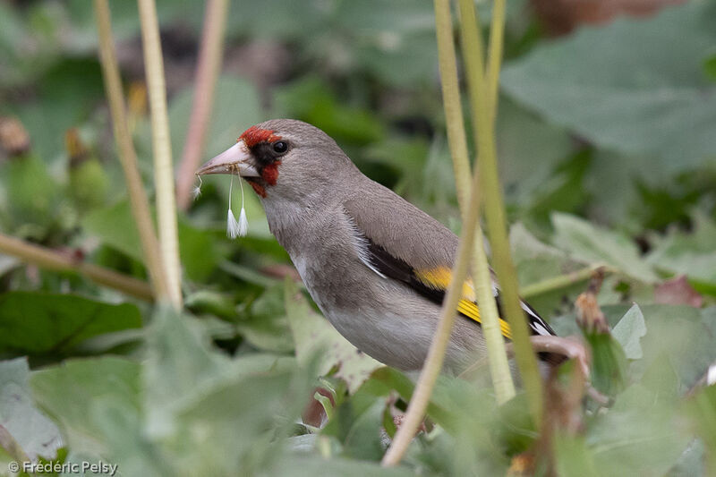 Grey-crowned Goldfinch