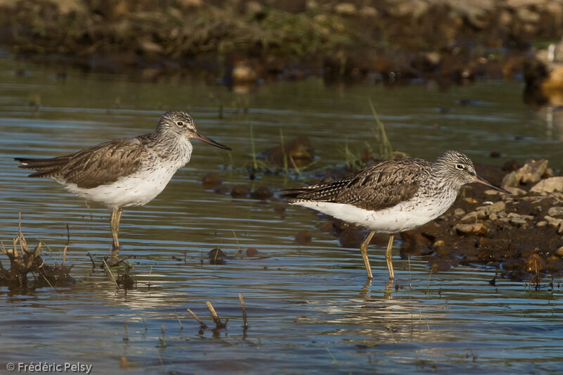 Common Greenshank