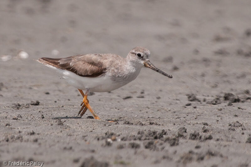 Terek Sandpiper, identification