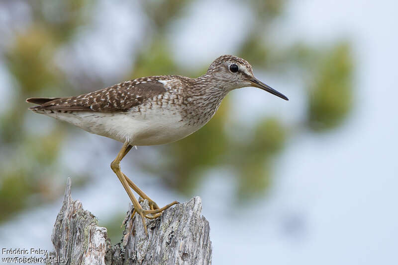 Chevalier sylvainadulte nuptial, identification