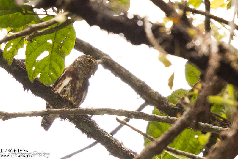 Central American Pygmy Owl