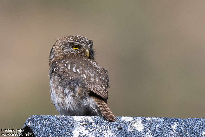 Austral Pygmy Owladult, aspect