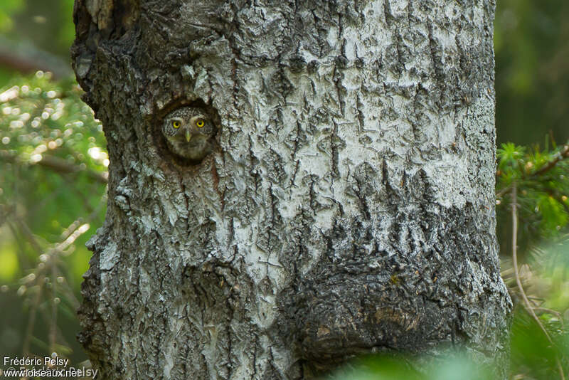 Eurasian Pygmy Owladult, Reproduction-nesting