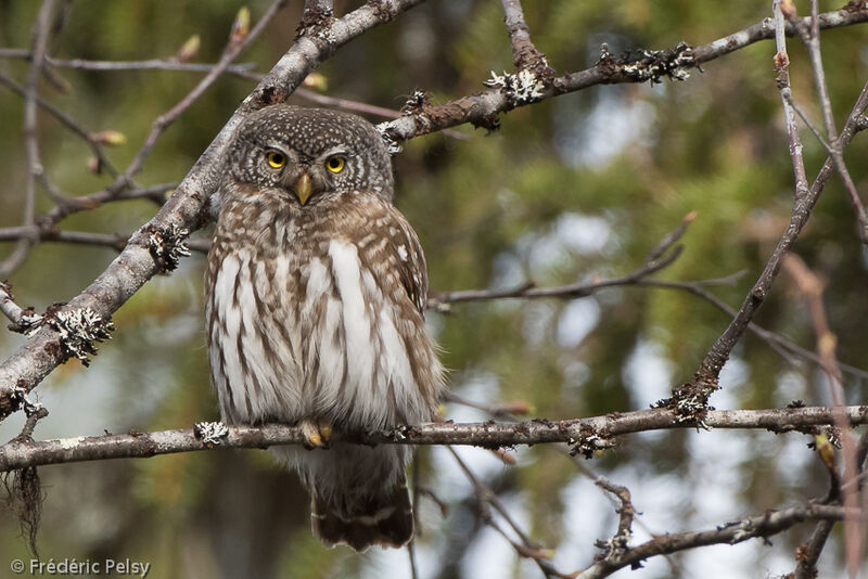 Eurasian Pygmy Owl