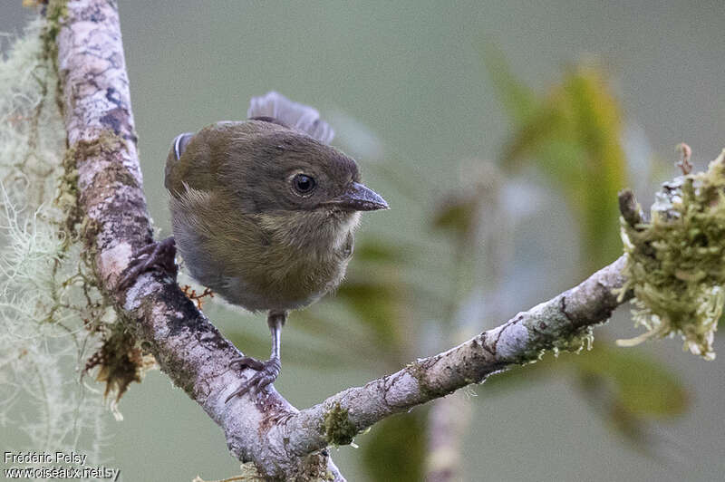 Common Chlorospingusimmature, close-up portrait