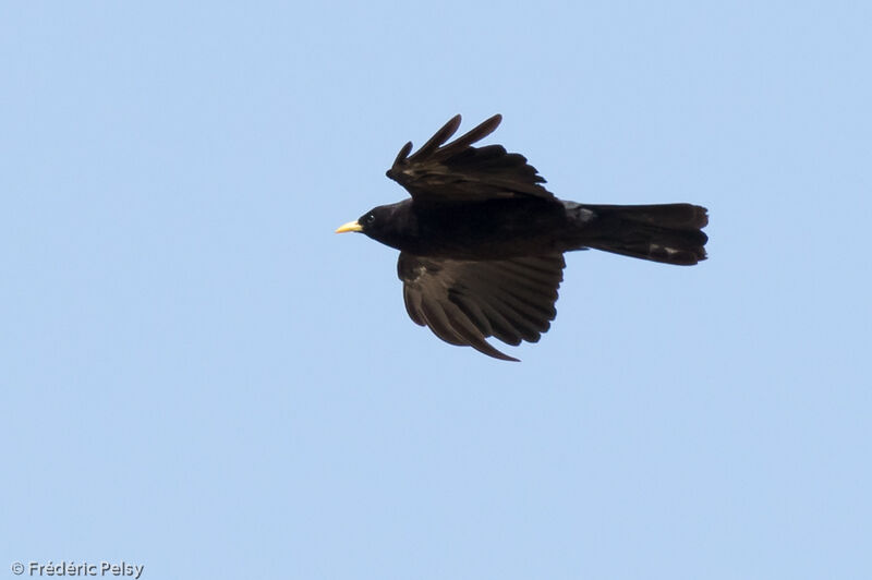 Alpine Choughadult, Flight