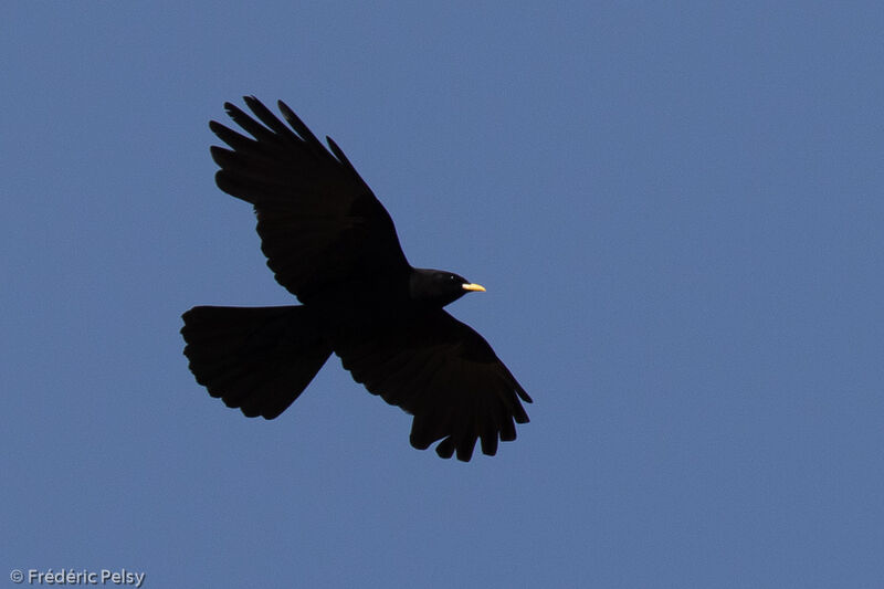 Alpine Chough, Flight