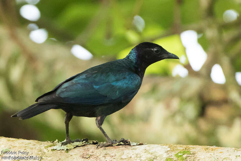 Choucador à tête pourpréeadulte, identification