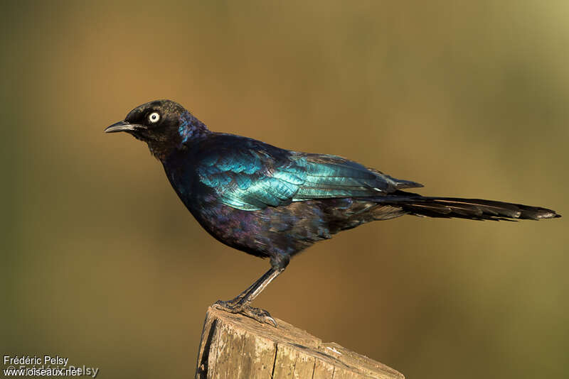 Choucador de Rüppelladulte, identification