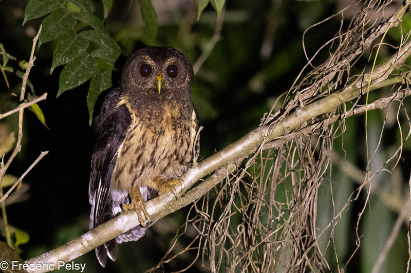 Mottled Owl