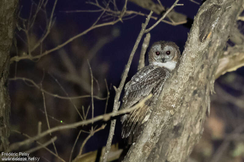 Mottled Wood Owl