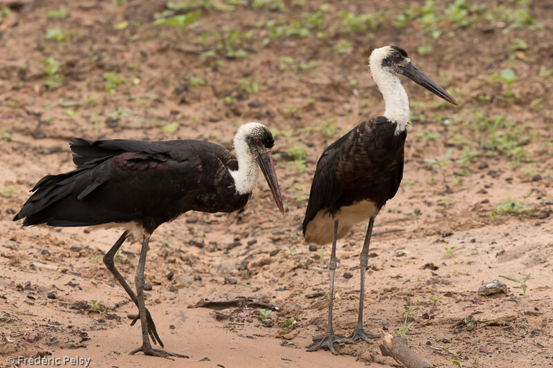 African Woolly-necked Stork