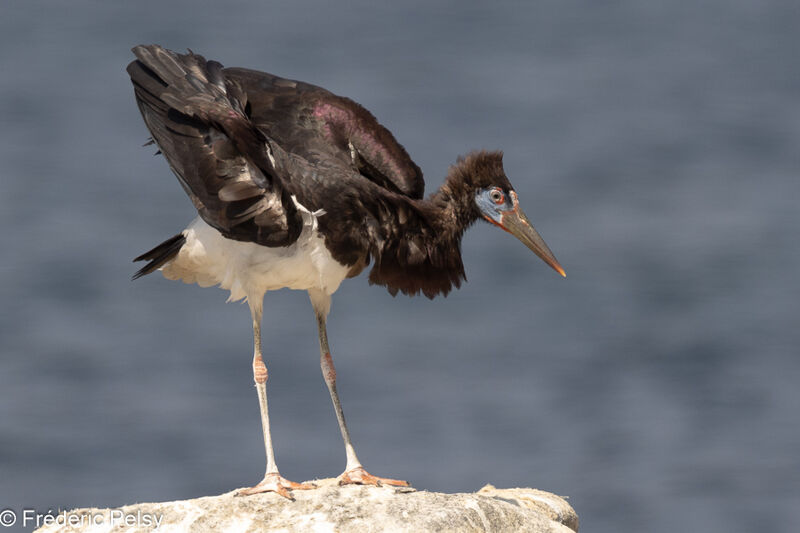 Cigogne d'Abdim