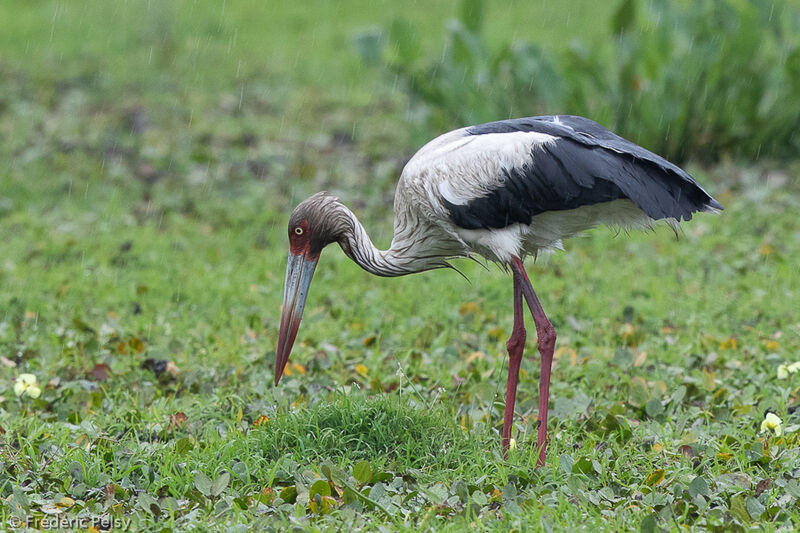 Maguari Stork